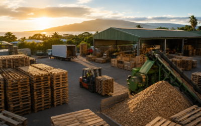 L’histoire d’EcoPAL Solutions : une nouvelle vision de la filière palette à La Réunion
